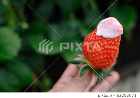休日の過ごし方　いちご狩り 62292671