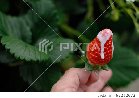 休日の過ごし方 いちご狩り 休日の過ごし方 いちご狩り 62292672