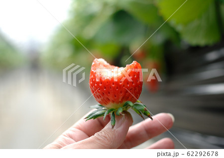 休日の過ごし方 いちご狩り 休日の過ごし方 いちご狩り 62292678