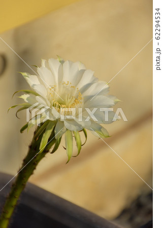 サボテンの花 62294534
