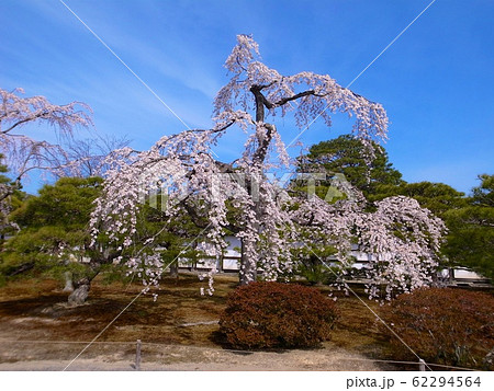 【京都】京都御所のしだれ桜 62294564