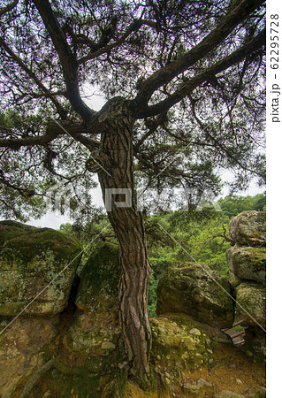 植物 夏 自然 62295728