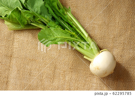 小かぶ 小かぶ 62295785