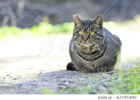 山道に座る猫 【正面向き】 TNR地域猫 62295890