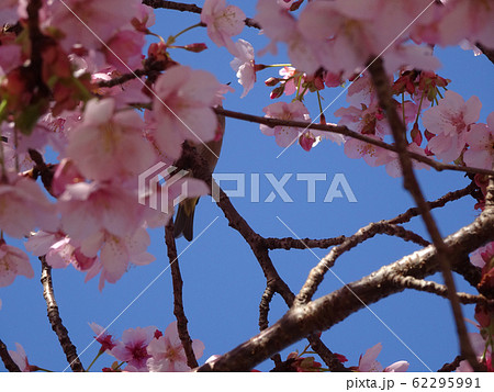 桜 うぐいす 写真 62295991