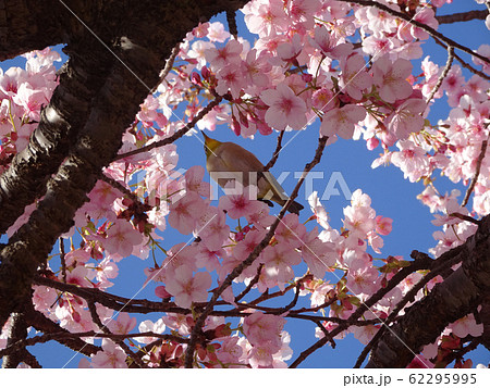 桜 うぐいす 写真 62295995