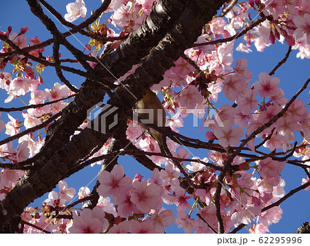 桜 うぐいす 写真 62295996