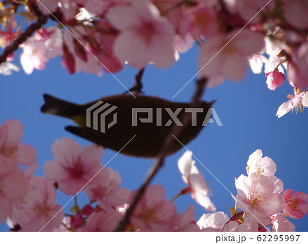桜 うぐいす 写真 62295997