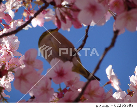 桜 うぐいす 写真 62295998