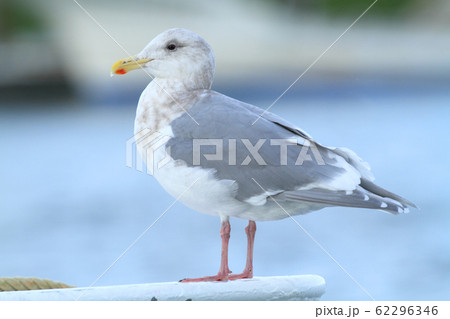 ワシカモメ 62296346