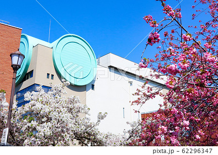 桜 造幣局 大阪 桜 造幣局 大阪 62296347