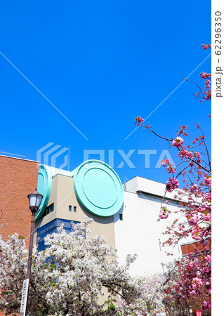 桜　造幣局　大阪 62296350