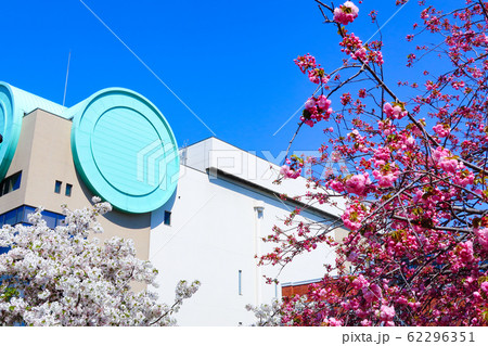 桜 造幣局 大阪 桜 造幣局 大阪 62296351