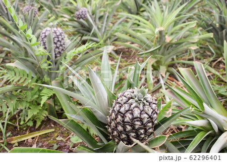 Growing ananas, pineapple plant close up Growing ananas, pineapple plant close up 62296401