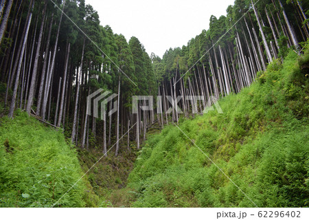 Pine woods in Portugal islands, Azores, forests Pine woods in Portugal islands, Azores, forests 62296402