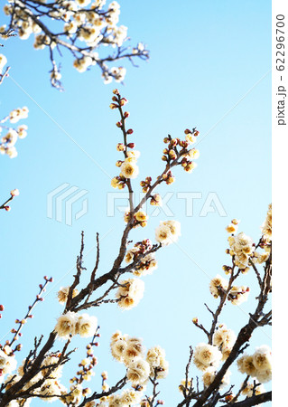 八重冬至梅 八重冬至梅 62296700