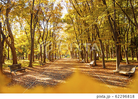 大阪城公園の紅葉　秋の大阪城　森林の散歩道 62296818