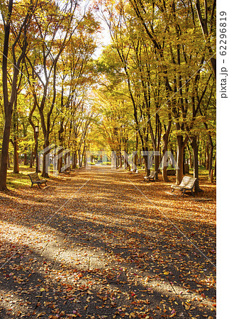 大阪城公園の紅葉　秋の大阪城　森林の散歩道 62296819