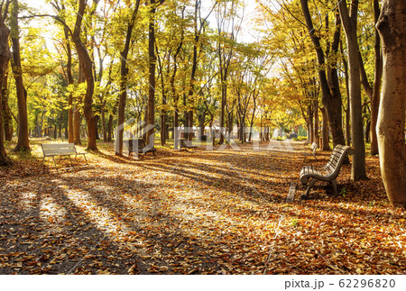 大阪城公園の紅葉　秋の大阪城　森林の散歩道 62296820
