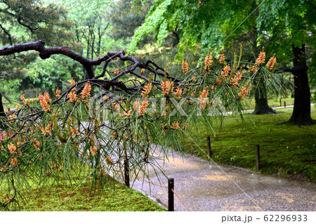 雨に濡れる松の木の花 62296933