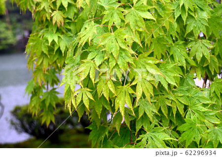 雨に濡れるモミジの青葉 62296934