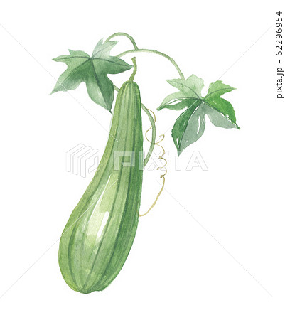 へちま へちま 62296954