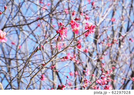 紅千鳥 紅千鳥 62297028