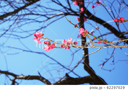 紅千鳥 紅千鳥 62297029