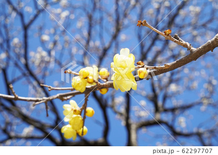 ロウバイ ロウバイ 62297707