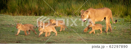 Lioness walks over grass with five cubs 62297890