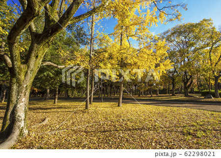 大阪城公園の紅葉　銀杏と木立　秋の大阪観光スポット 62298021