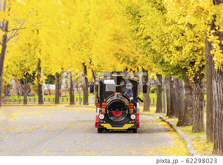 大阪城公園の紅葉　銀杏並木とトレイン　秋の大阪観光スポット 62298023