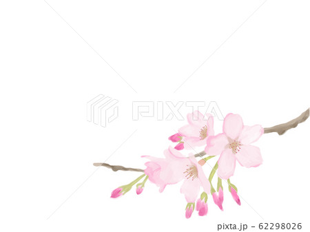桜(水彩) 62298026