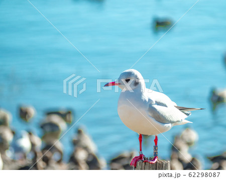 ユリカモメ　 62298087