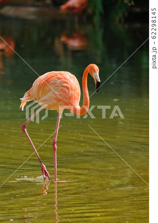 American flamingo Phoenicopterus ruber bird 62298145