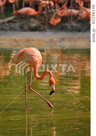 American flamingo Phoenicopterus ruber bird 62298146