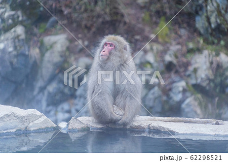 A Japanese snow monkey or Macaque with hot spring A Japanese snow monkey or Macaque with hot spring 62298521