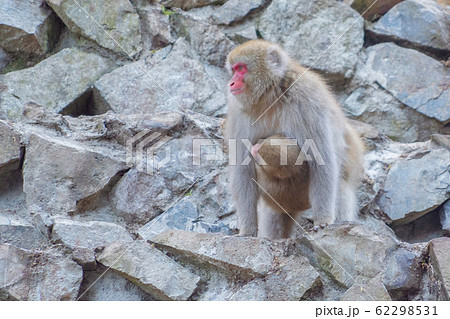 A Japanese baby snow monkey or Macaque with hot 62298531