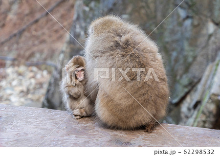 A Japanese baby snow monkey or Macaque with hot 62298532