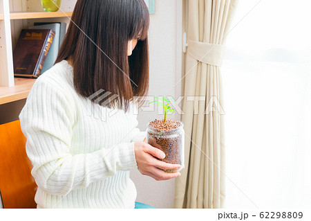 水耕栽培　観葉植物 "シェフレラ" ハイドロカルチャー 62298809