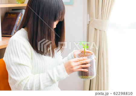 水耕栽培 観葉植物 "シェフレラ" ハイドロカルチャー 水耕栽培 観葉植物 "シェフレラ" ハイドロカルチャー 62298810