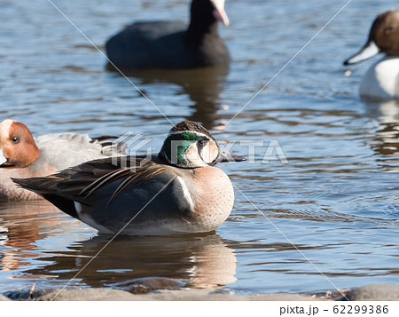 トモエガモ 62299386