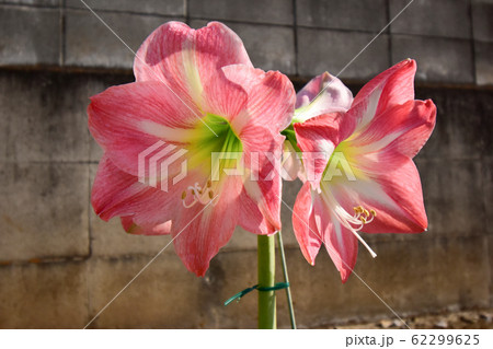 アマリリス アマリリス 62299625