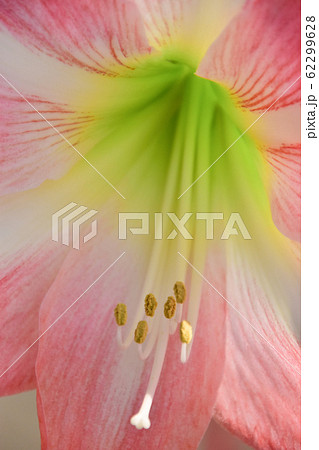 アマリリス アマリリス 62299628