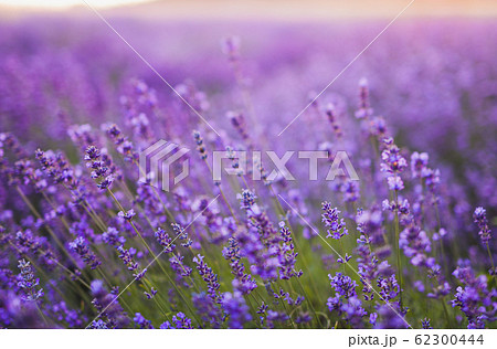 Beautiful Violet Lavender Field Agriculture Beautiful Violet Lavender Field Agriculture 62300444