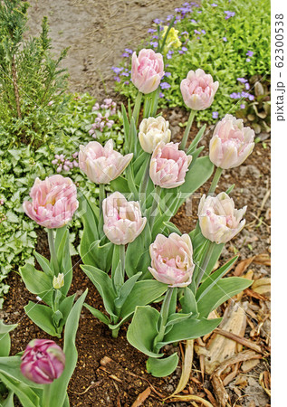 Pink tulips in garden 62300538