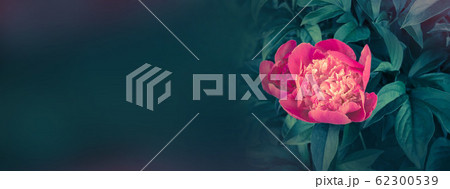 Blooming red peony banner. Empty copy space 62300539