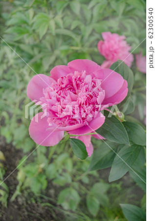Pink peonies in the garden 62300540