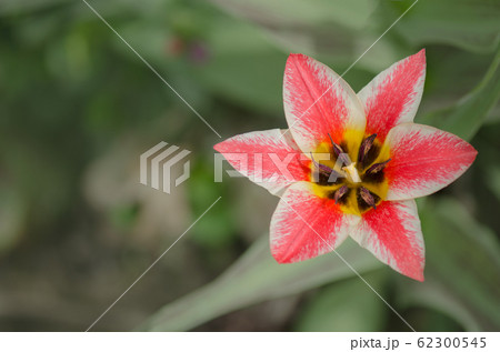 Beautiful tulip with stripe. Czaar Peter tulip 62300545