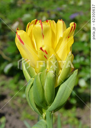 Tulipa Fruit Cocktail 62300637
